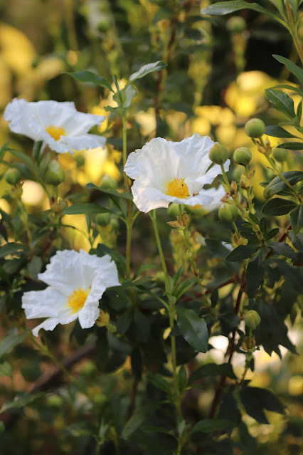 early june chickadee