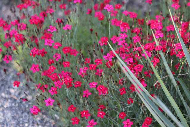 early june chickadee
