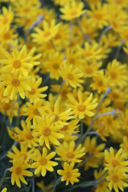 early june chickadee
