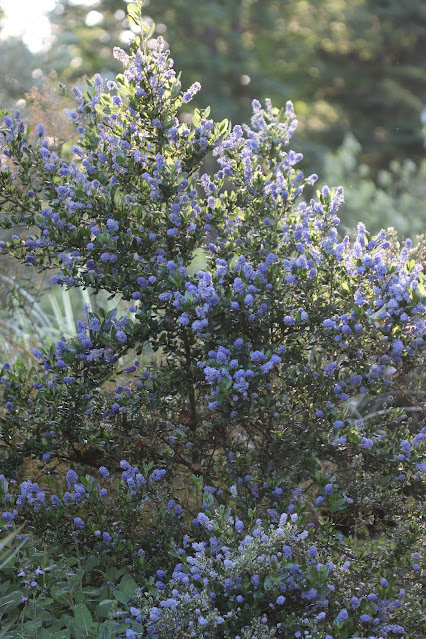 early june chickadee