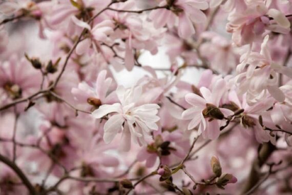 13 flowering trees to plant for beautiful spring blooms • the garden glove 1 zoom in on saucer magnolia flower buds in full bloom