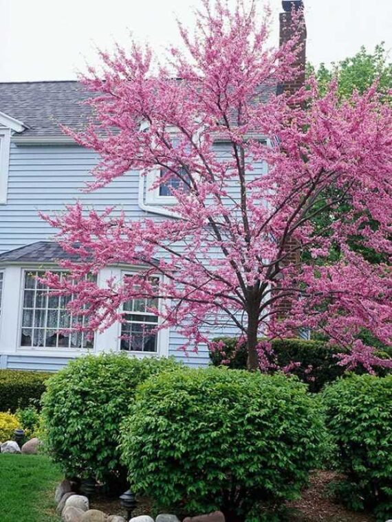 13 flowering trees to plant for beautiful spring blooms • the garden glove 5 a vibrant redbud tree covered in pink blossoms beside a house with neatly trimmed shrubs
