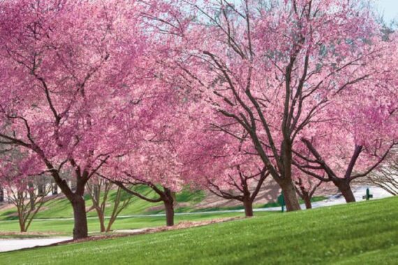 13 flowering trees to plant for beautiful spring blooms • the garden glove 3 multiple flowering japanese cherry trees in full bloom on grassy hill