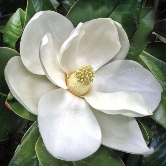 13 flowering trees to plant for beautiful spring blooms • the garden glove 9 zoomed in view of southern magnolia white flower