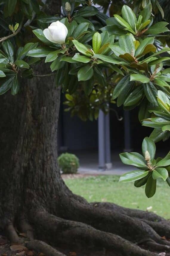 13 flowering trees to plant for beautiful spring blooms • the garden glove 8 southern magnolia tree standing alone in a yard with 1 white flowering bud