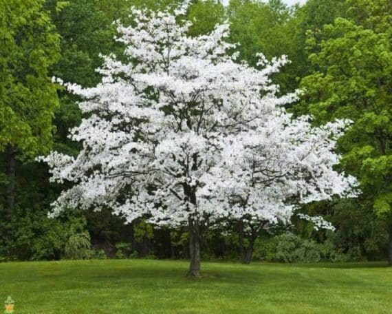 13 flowering trees to plant for beautiful spring blooms • the garden glove 10 a white dogwood tree in full bloom, standing alone in a grassy yard surrounded by green trees