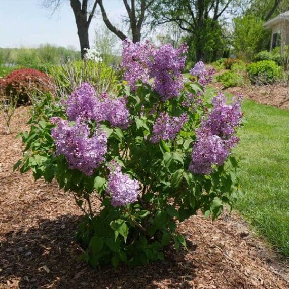 13 flowering trees to plant for beautiful spring blooms • the garden glove 14 a lush lilac bush with dense clusters of fragrant purple flowers in a landscaped garden bed