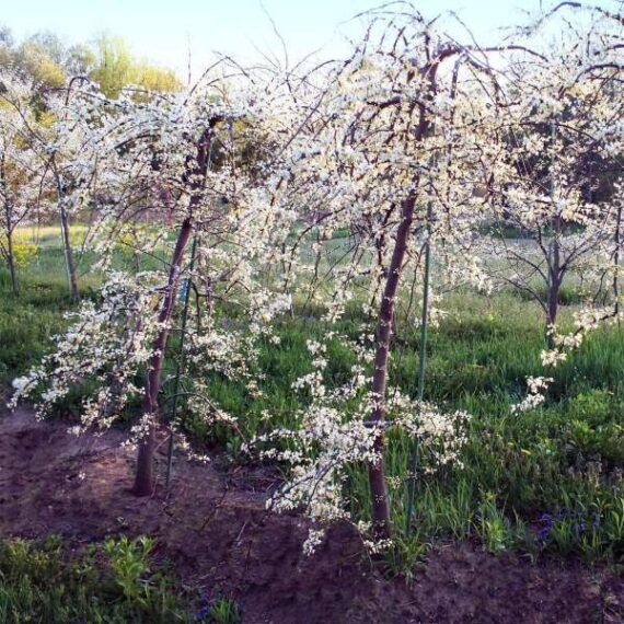 13 flowering trees to plant for beautiful spring blooms • the garden glove 11 recently planted vanilla twist redbud trees in a yard