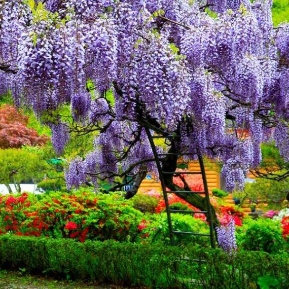 13 flowering trees to plant for beautiful spring blooms • the garden glove 15 a vibrant spring-blooming wisteria tree covered in purple blossoms