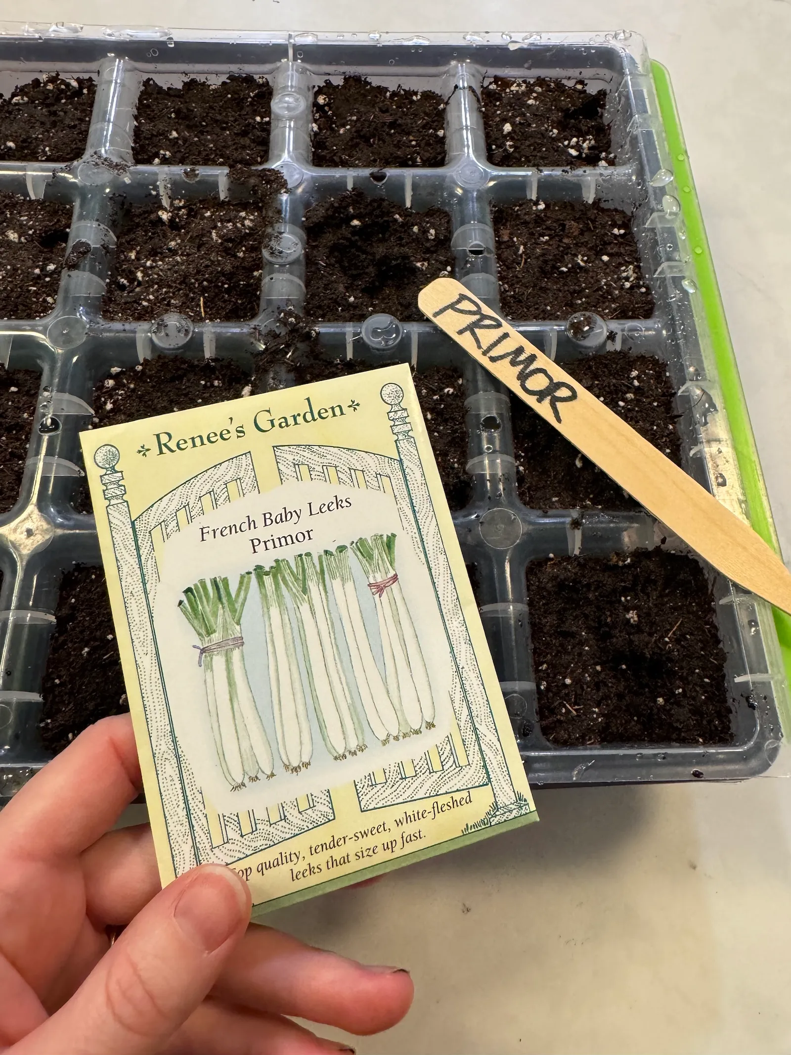 How to grow vegetable seedlings