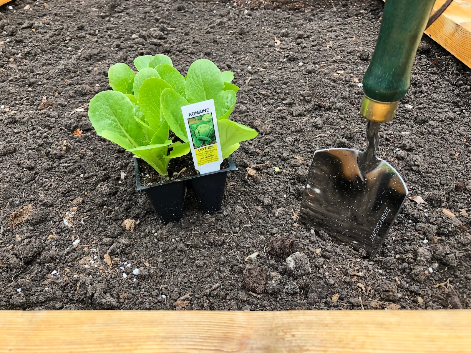 transplanting lettuce seedlings into outdoor garden bed