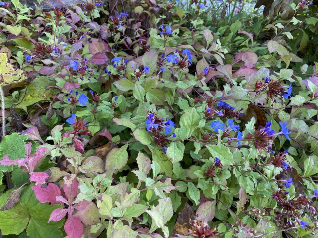 garden bloggers bloom