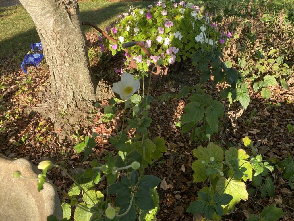 garden bloggers bloom