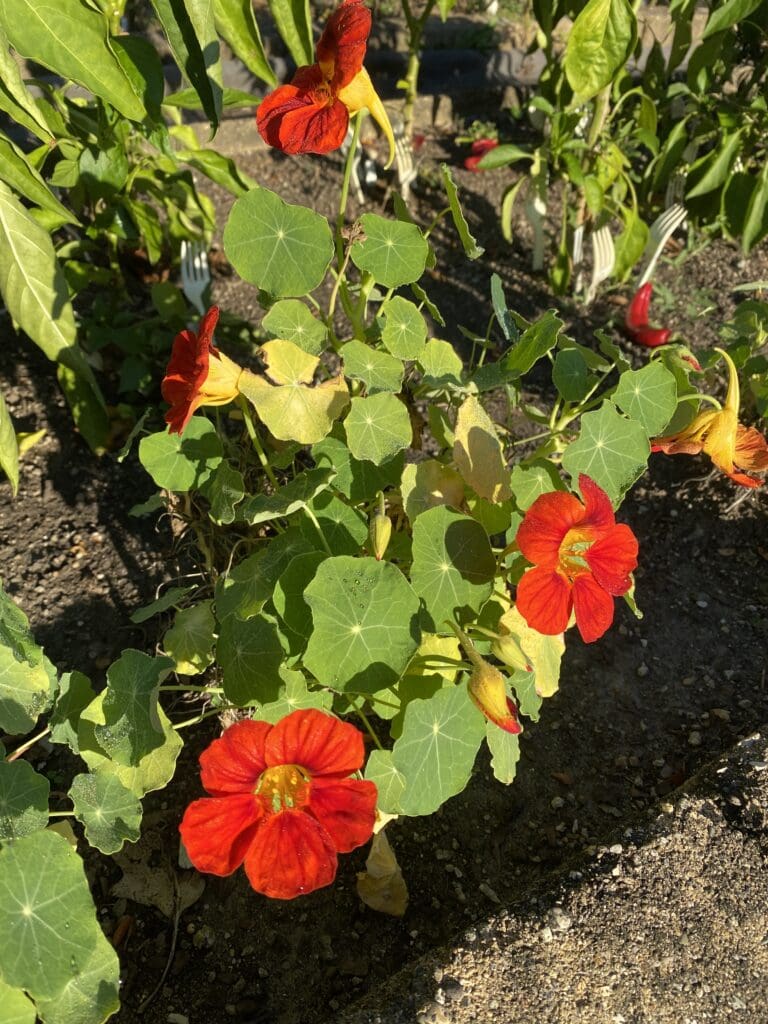 garden bloggers bloom