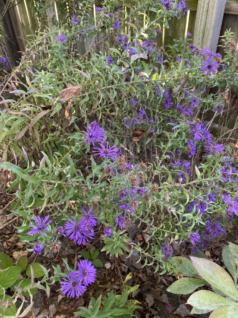 garden bloggers bloom