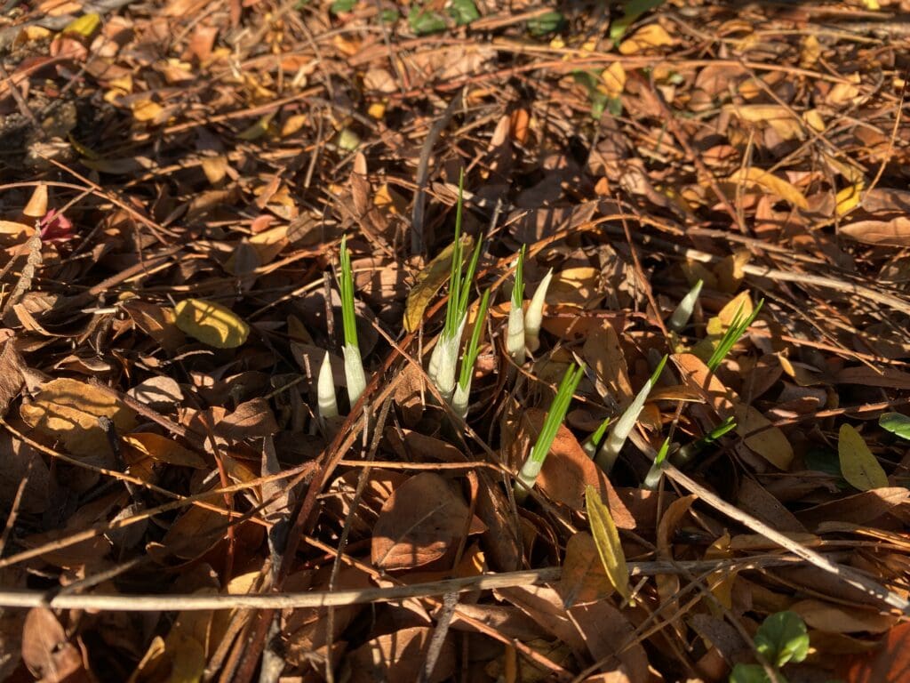 garden bloggers bloom