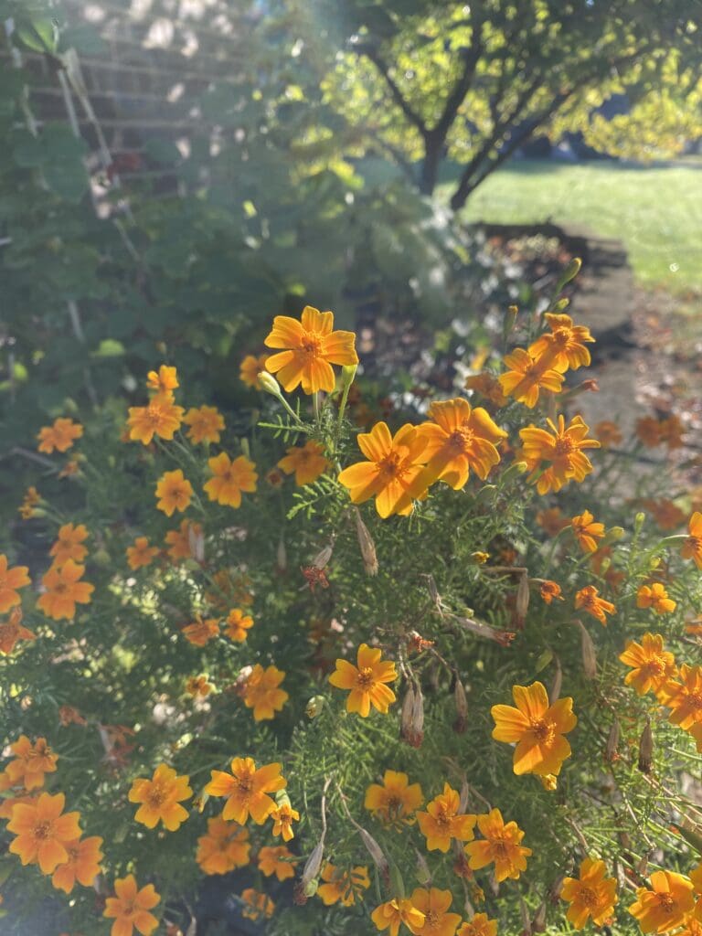 garden bloggers bloom