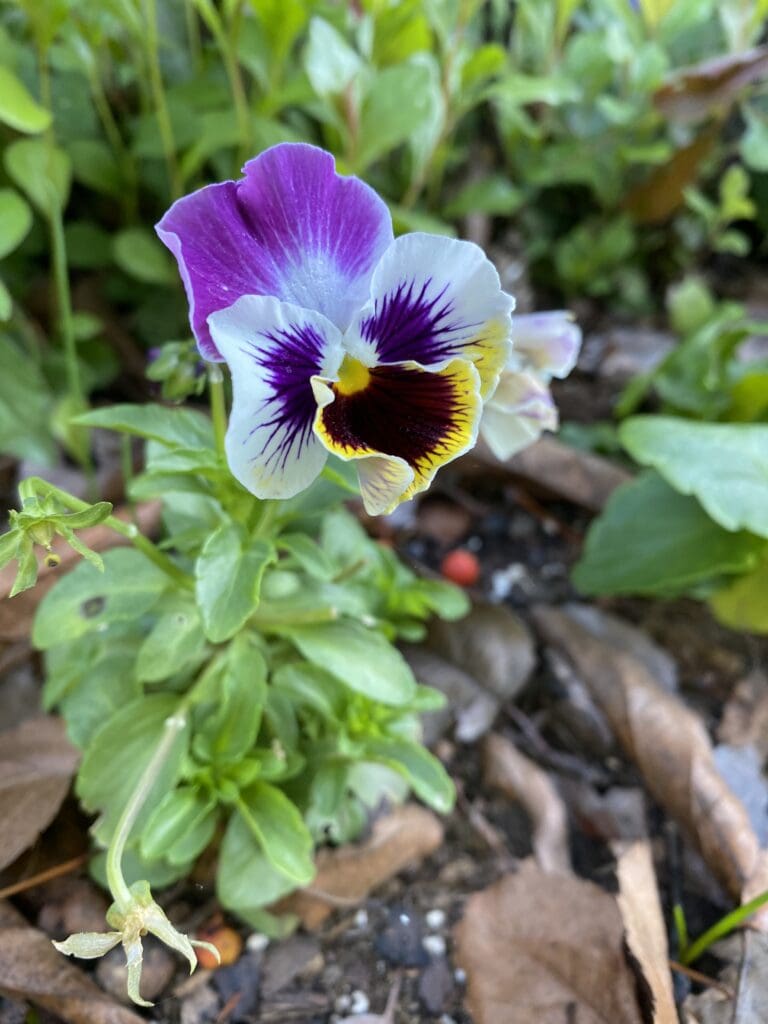 garden bloggers bloom