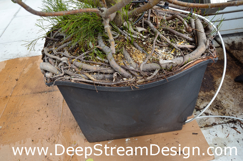 a bulging planter liner indicates it's time for root pruning