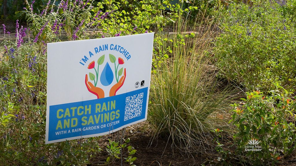 Rain Gardens Catch and Hold Runoff Water