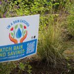 Rain Gardens Catch and Hold Runoff Water