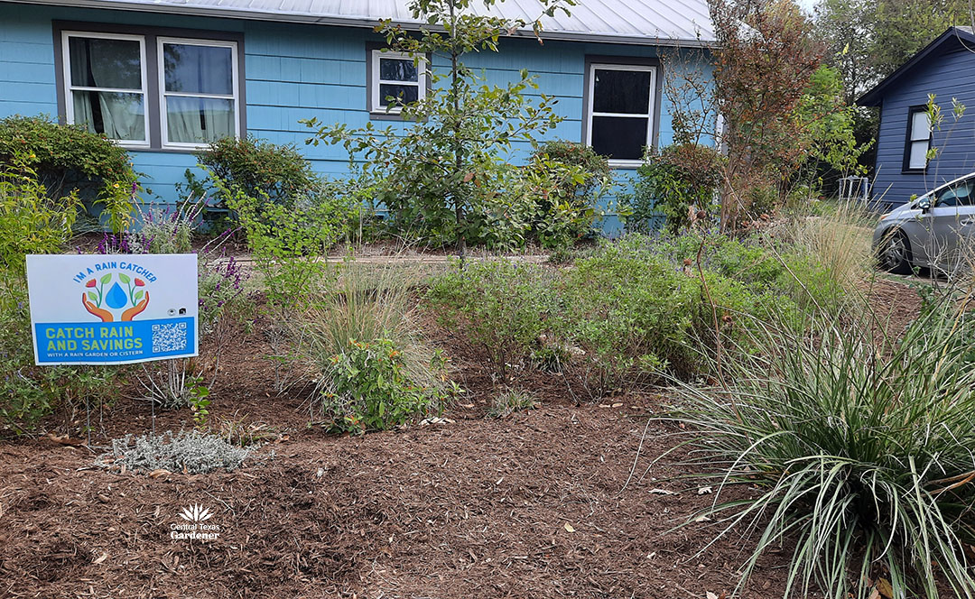 rain gardens catch and hold runoff water 11 rain garden plants and small trees