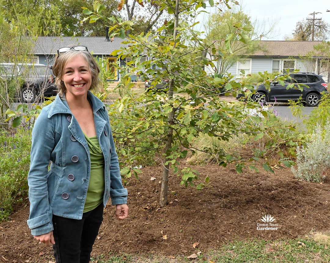 rain gardens catch and hold runoff water 6 paige in front yard garden next to a tree