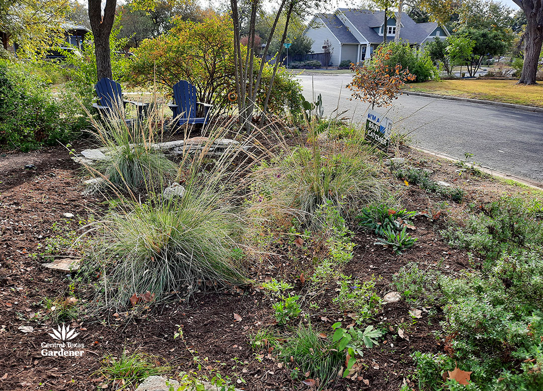 rain gardens catch and hold runoff water 5 front yard garden with clumping grasses, perennials and seedlings