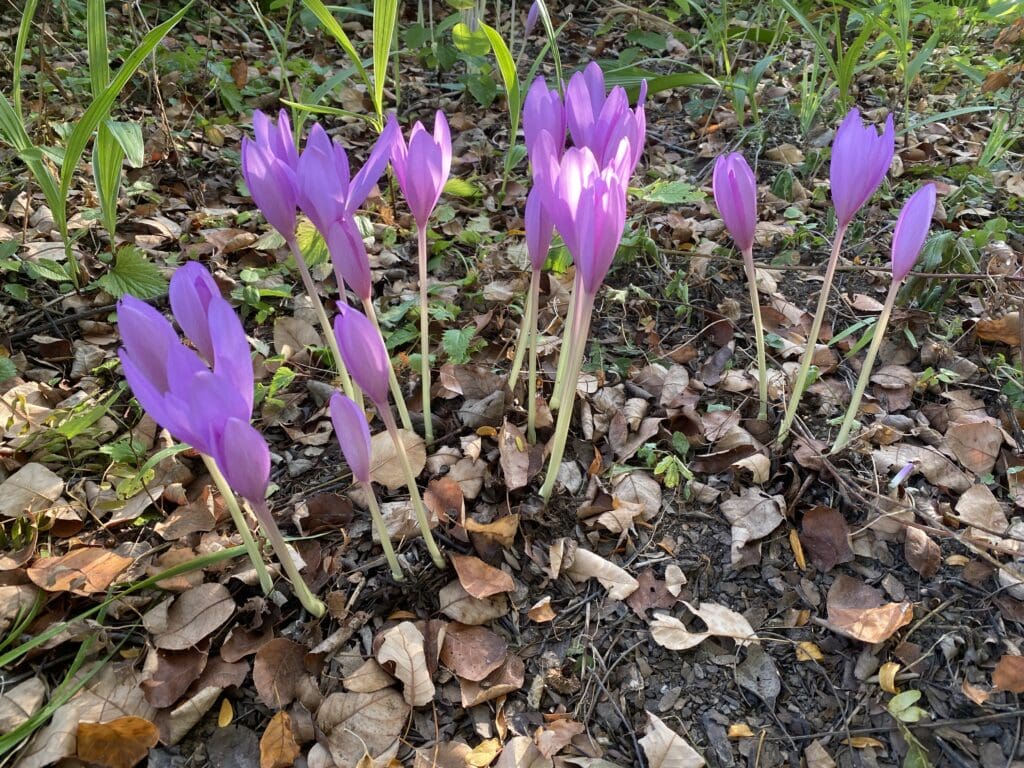 garden bloggers bloom day september 2025 carol j michel 1 garden bloggers bloom