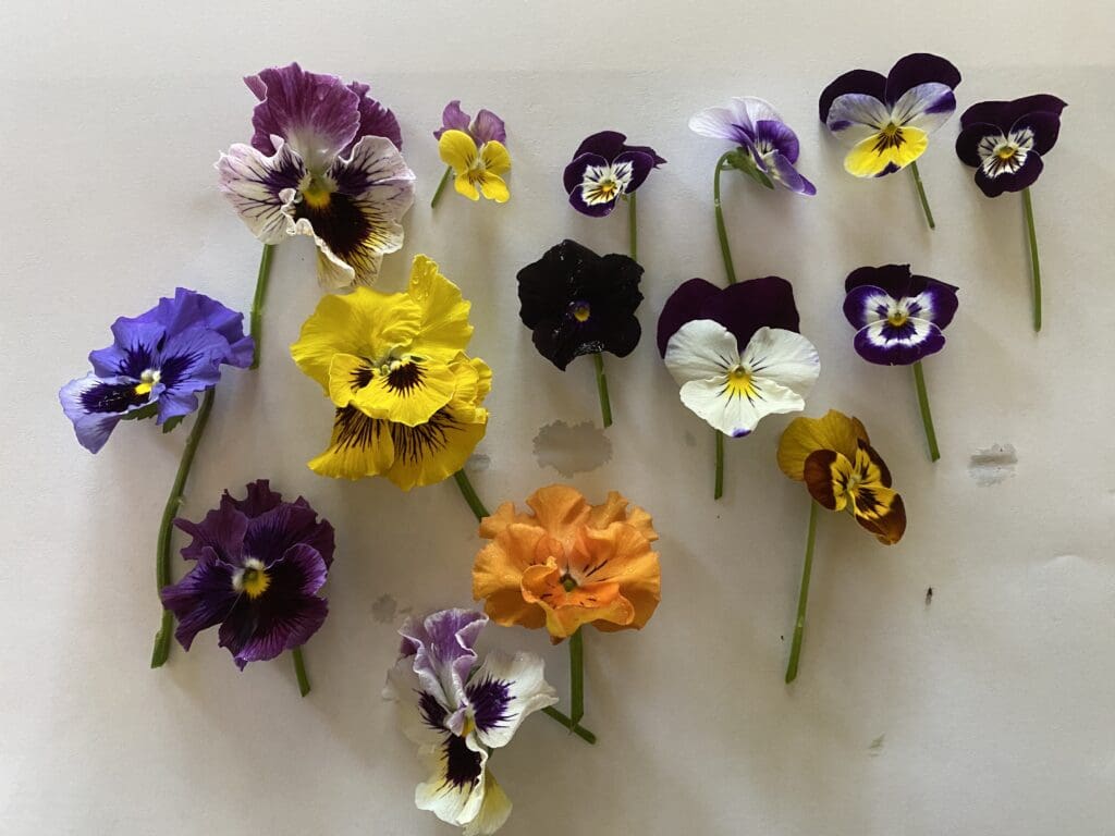 garden bloggers bloom day september 2025 carol j michel 3 garden bloggers bloom