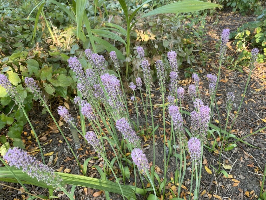 garden bloggers bloom day september 2025 carol j michel 2 garden bloggers bloom