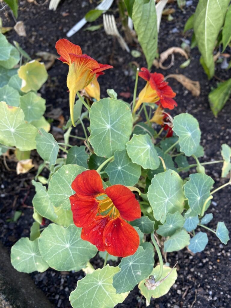 garden bloggers bloom day september 2025 carol j michel 4 garden bloggers bloom