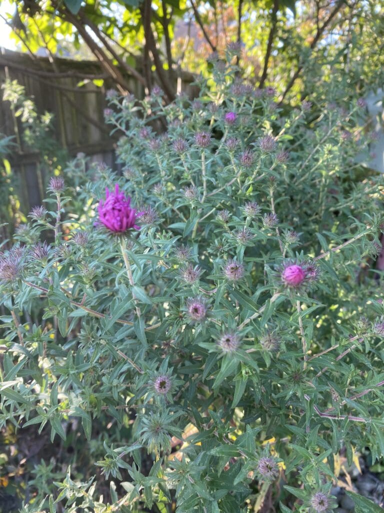 garden bloggers bloom day september 2025 carol j michel 5 garden bloggers bloom