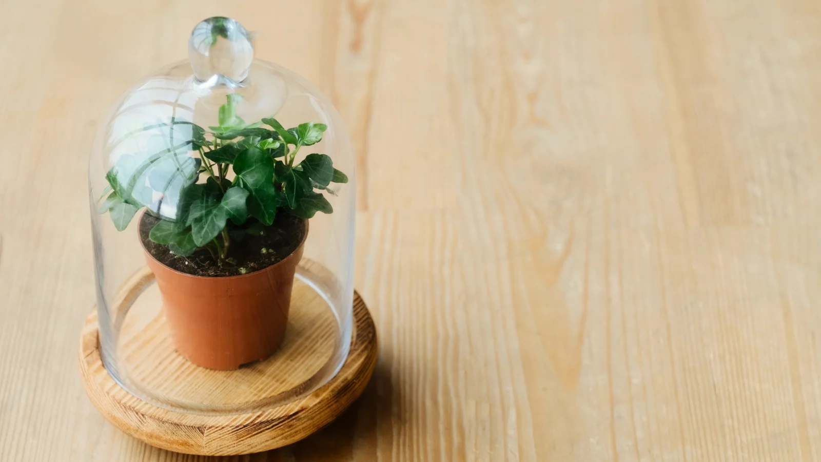 potted hedera helix with trailing green leaves is protected under a clear glass cloche on a wooden table.

