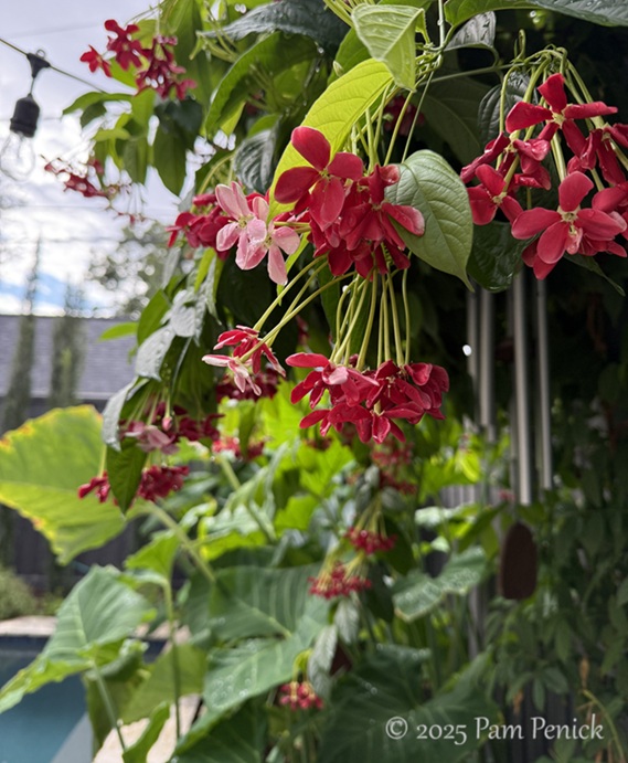 tropical punch in houston garden 2 punch houston garden