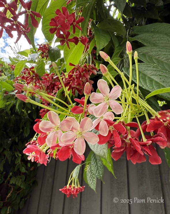 tropical punch in houston garden 3 punch houston garden