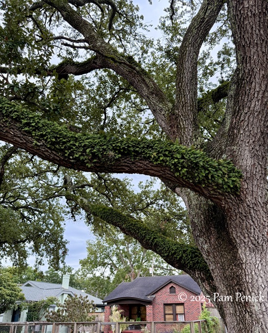 tropical punch in houston garden 5 punch houston garden