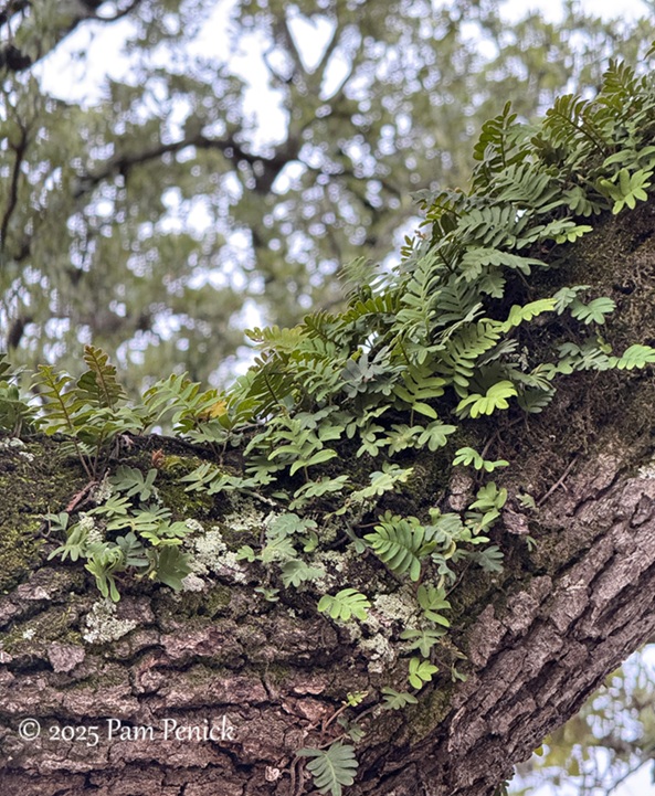 tropical punch in houston garden 6 punch houston garden