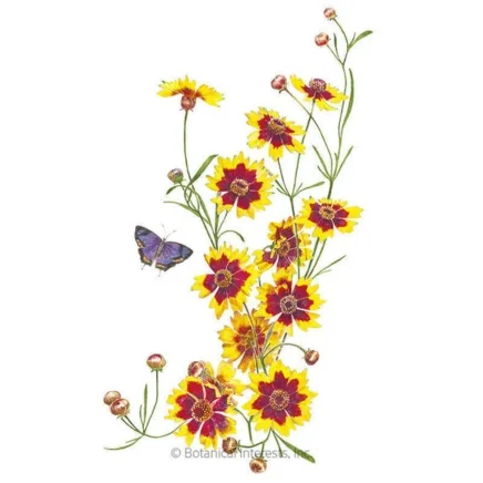 7 best flowers to plant for pollinators in march 1 plains coreopsis seeds