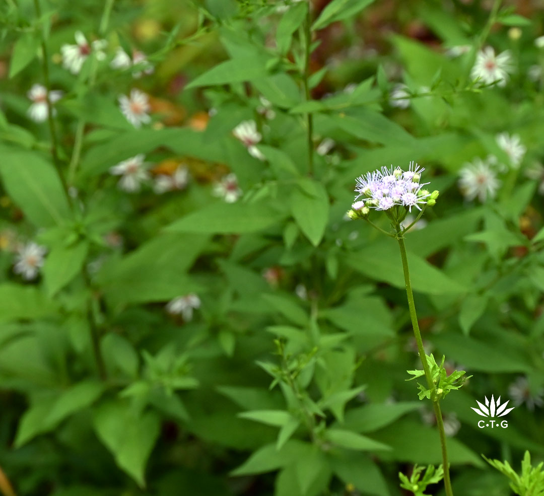 prairie up benjamin vogt new episode 5 pale lavendar flower in front of small daisy-like pale lavendar flowers