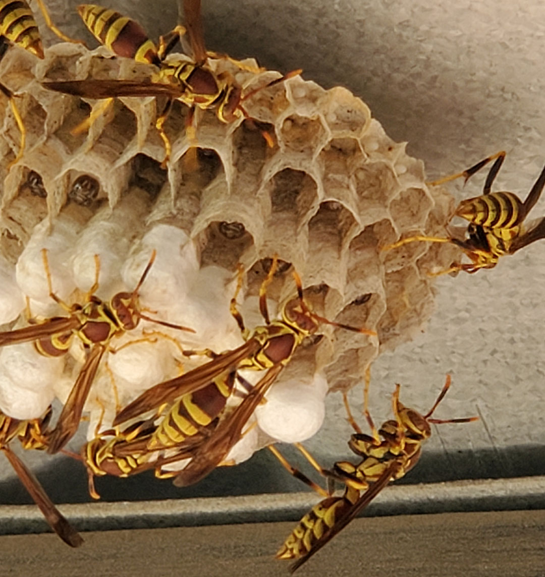 prairie up benjamin vogt new episode 6 paper wasps working on nest