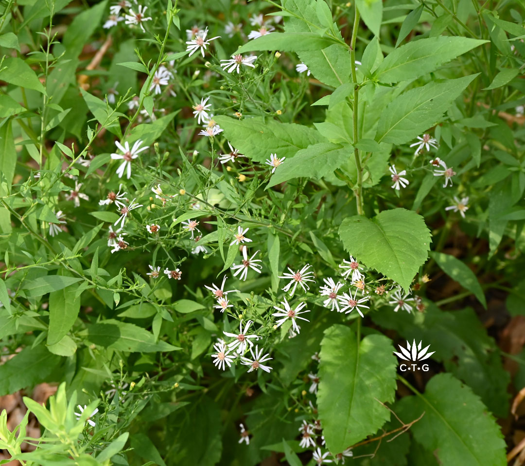 prairie up benjamin vogt new episode 4 pale lavendar flowers on tall perennial