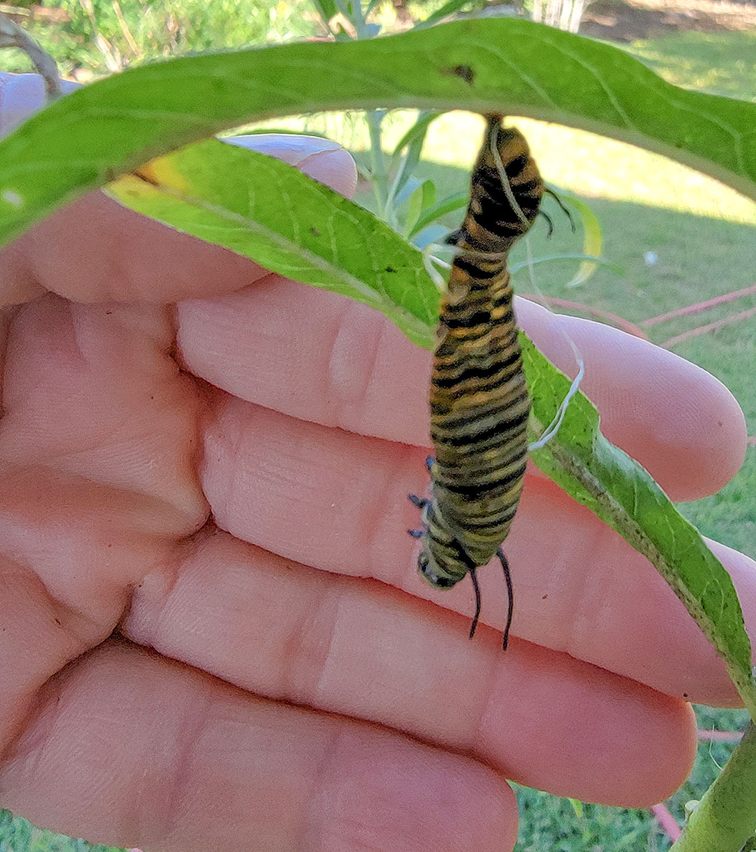 prairie up benjamin vogt new episode 8 deformed monarch caterpillar