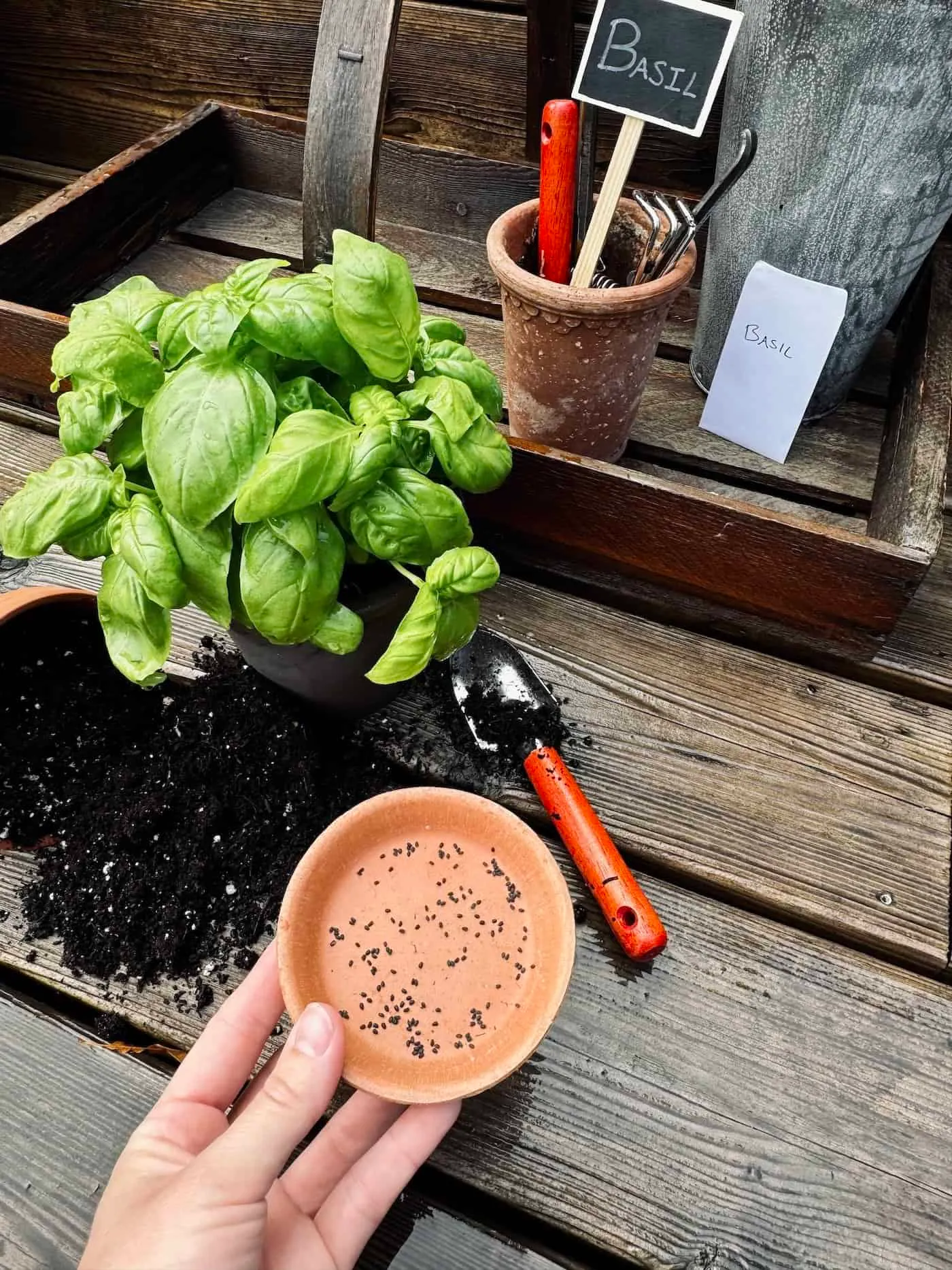 basil seeds in terra cotta saucer