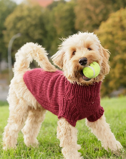 dog sweater free