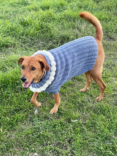 dog sweater free