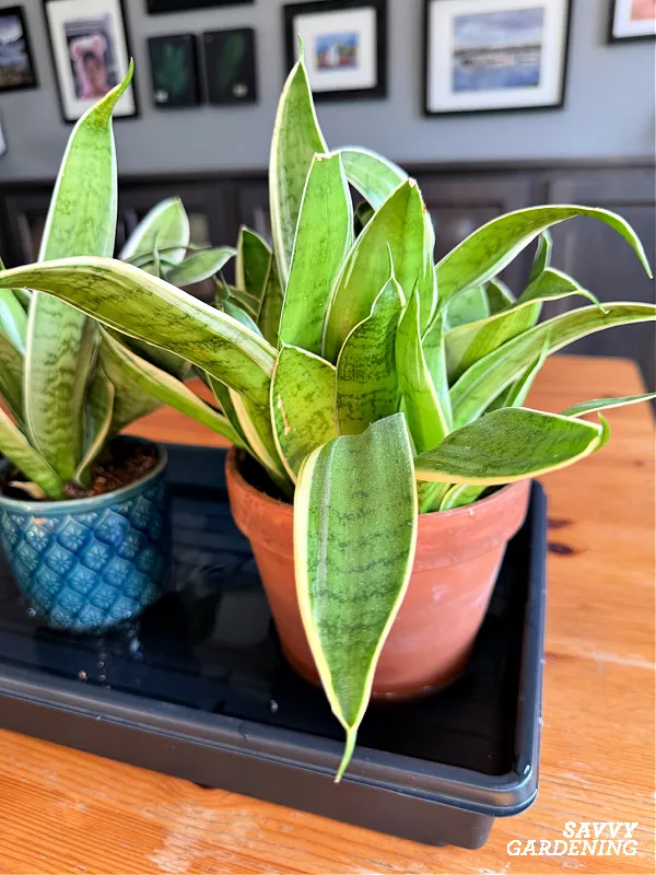 bottom watering houseplants