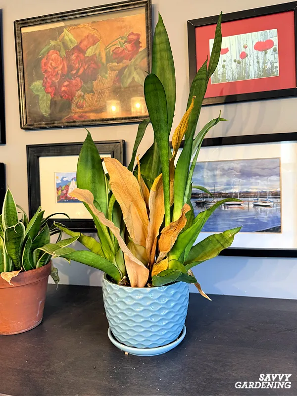 watering a snake plant