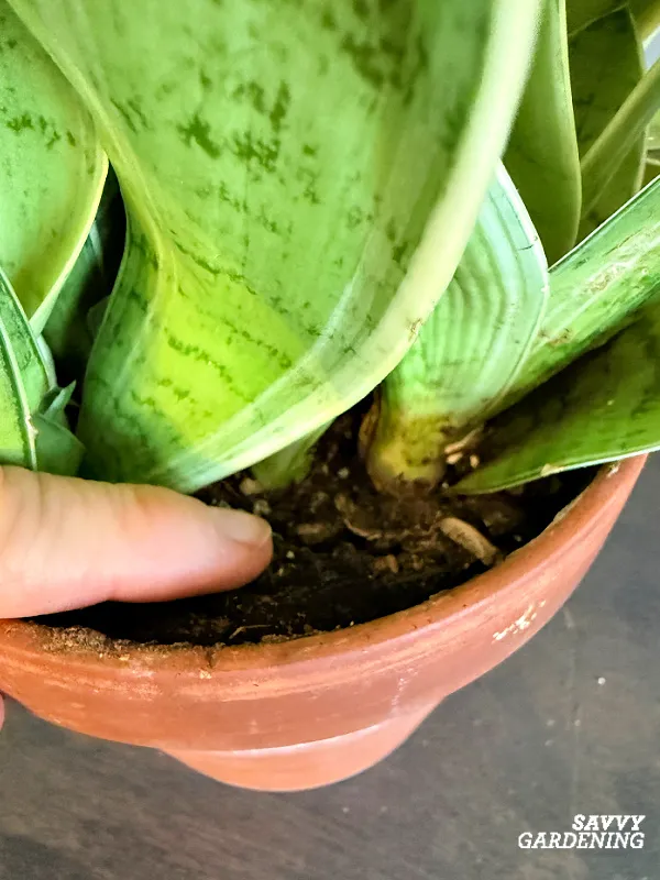 soil test for watering