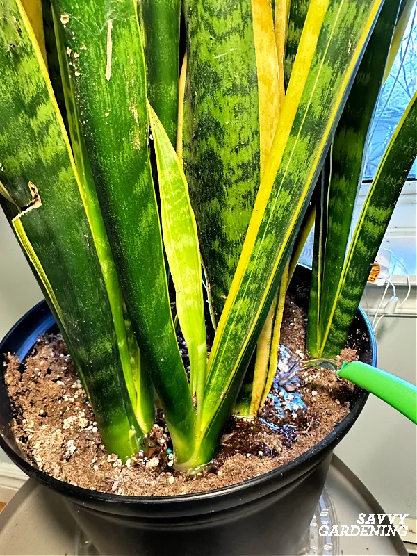 top watering a houseplant
